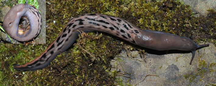 Limax aldrovandi Moquin-Tandon 1855 da Ligonchio (RE)